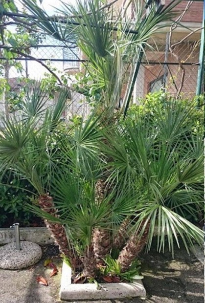 Chamaerops humilis / Törpe lószőrpálma
