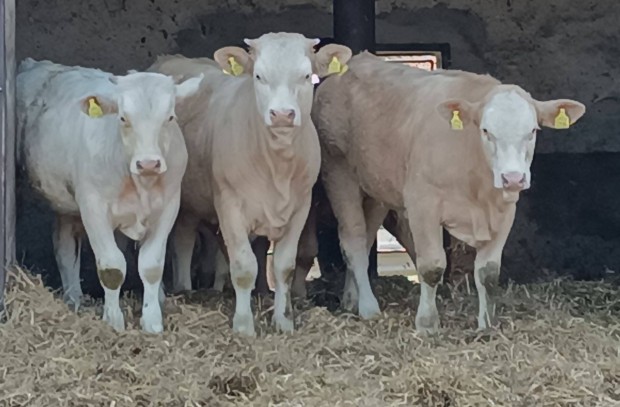 Charolais aptl borjk