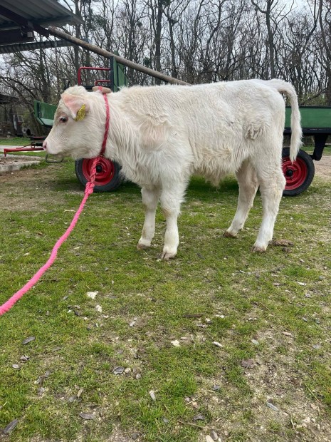 Charolais bika borj