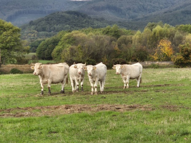 Charolais gulya -egyb hshaszn- elad 