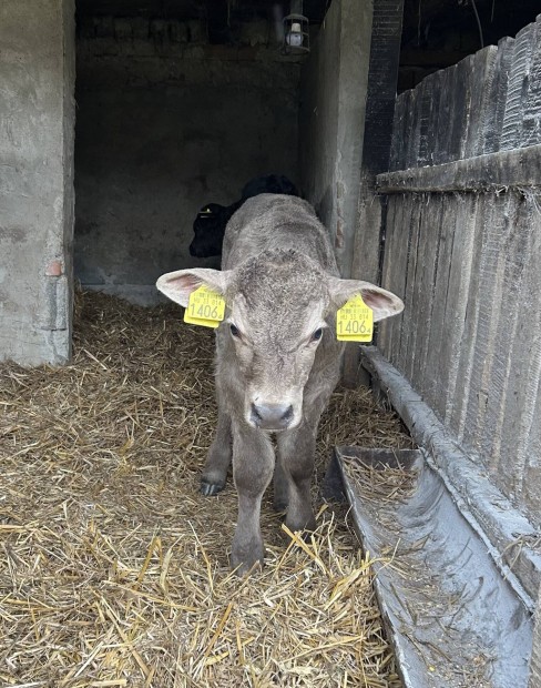 Charolais keresztezett bika borj elad