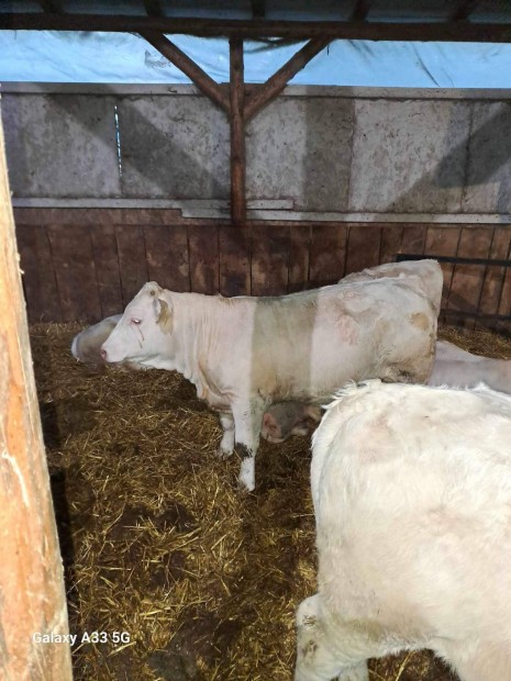 Charolais növendék üsző