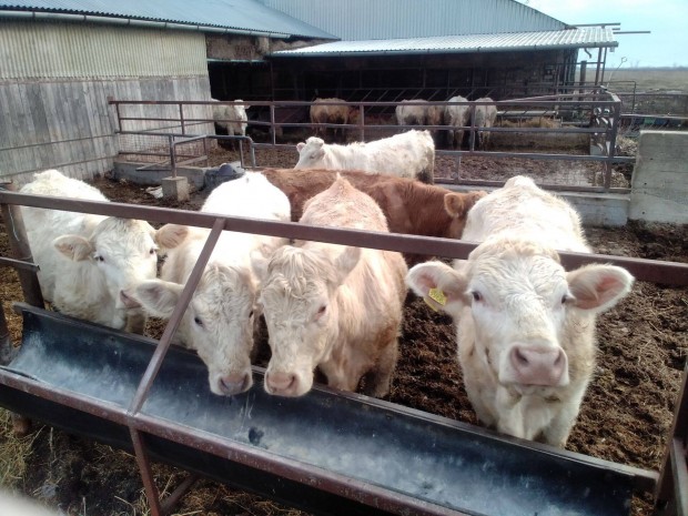 Charolais szk