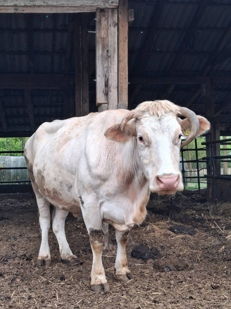 Charolais vgtehn !