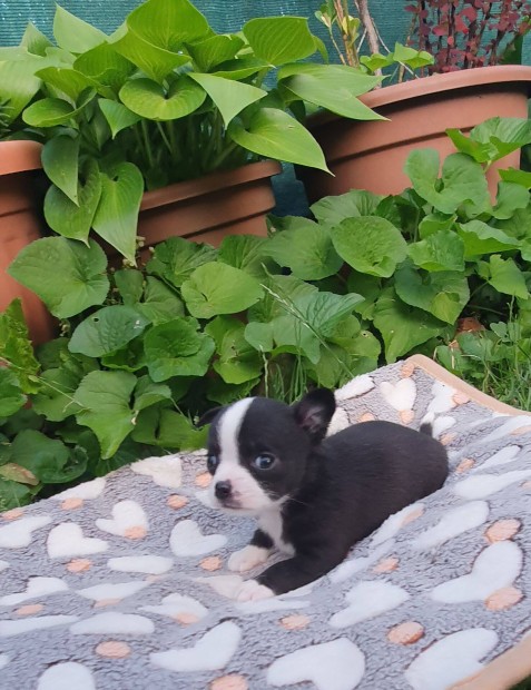 Chihuahua Csivava rvid szr klyk kislurkk