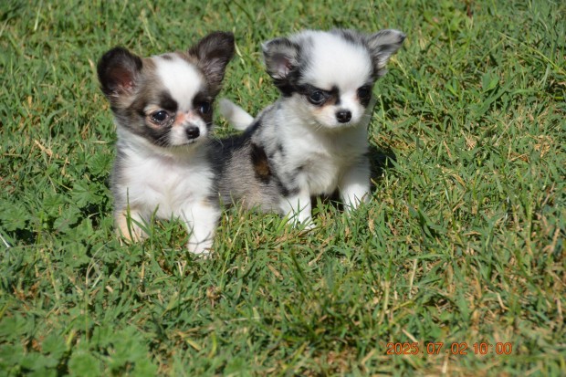 Chihuahua fajta jellegű