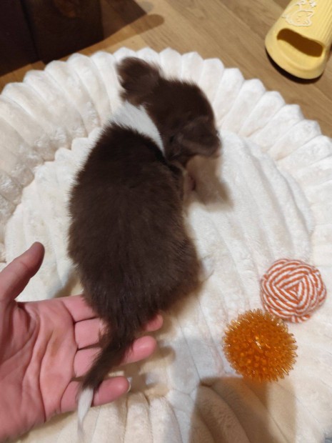 Chihuahua kicsike termet� Csivava T�rzsk�nyvezett