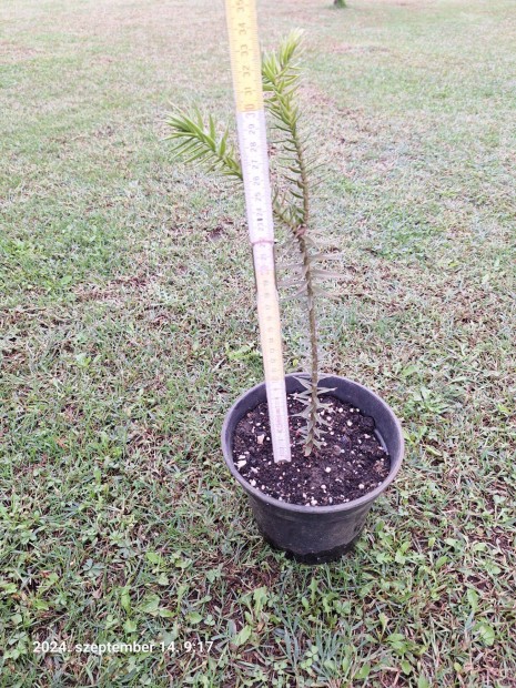 Chilei Araucaria Araucana feny fa elad! Majomfark fenyfa. Araukria