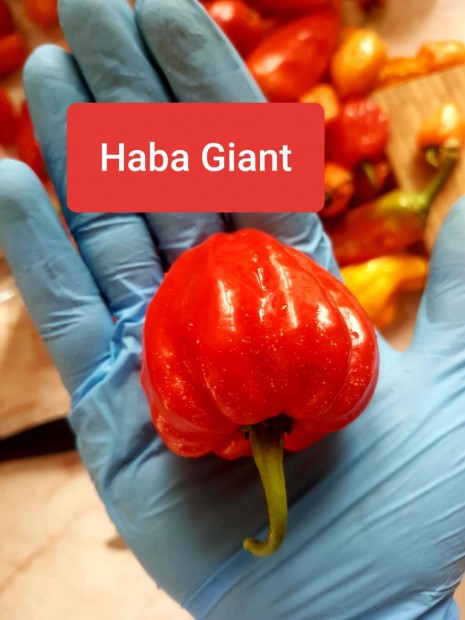 Chili Paprika palnta : Habanero Narancs, Piros Giant, 7-Pot