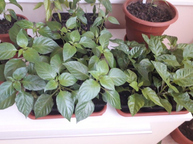 Chili palnta