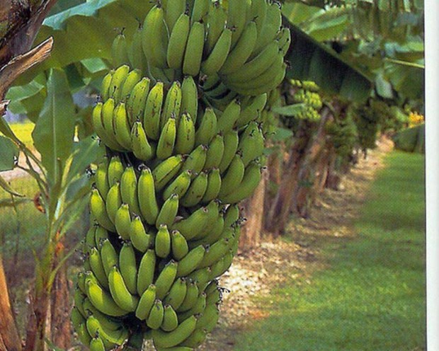 Chiquita "nagy törpe" kerti banán tövek eladók