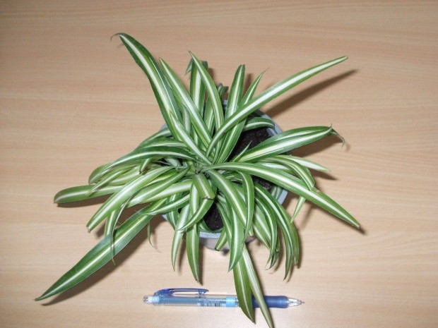 Chlorophytum csokrosinda zöldike szobanövény 1
