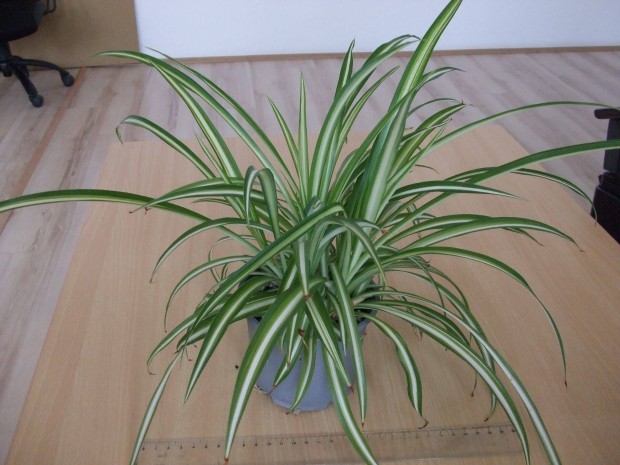 Chlorophytum zldike csokrosinda szobanvny nvny