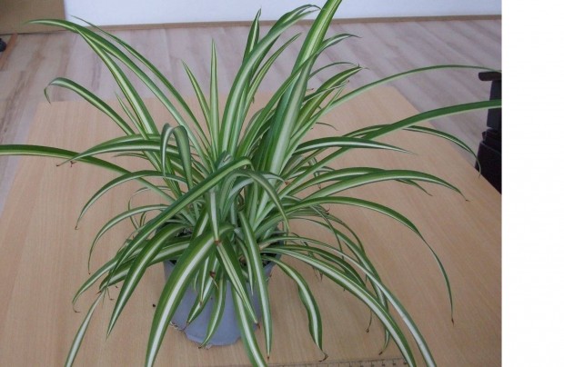 Chlorophytum zldike csokrosinda szobanvny nvny