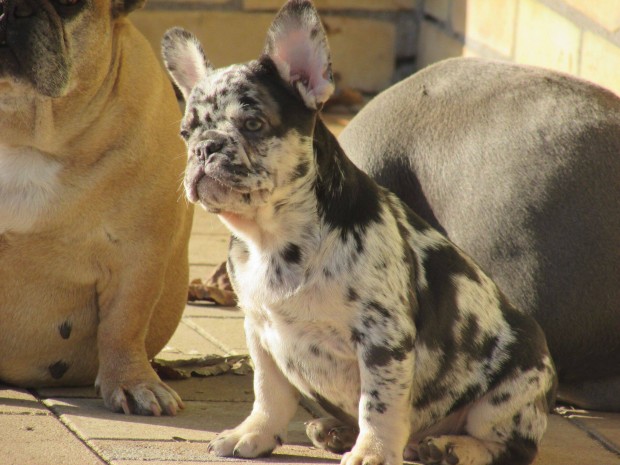 Choco and tan merle francia bulldog jelleg kan klyk