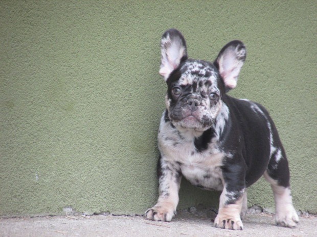 Choco merle tan francia bulldog jelleg fik