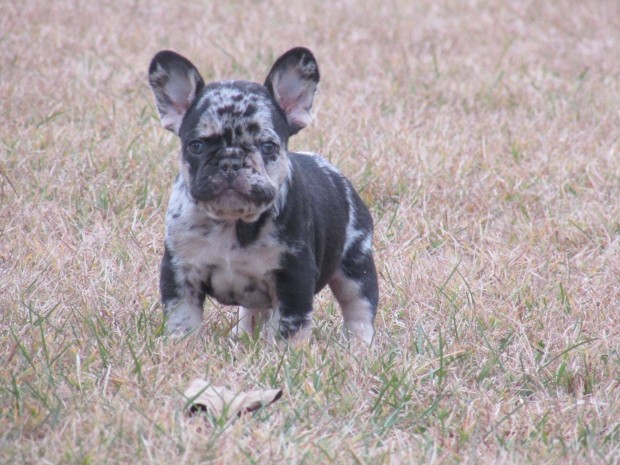 Choco merle tan francia bulldog jelleg kisfik