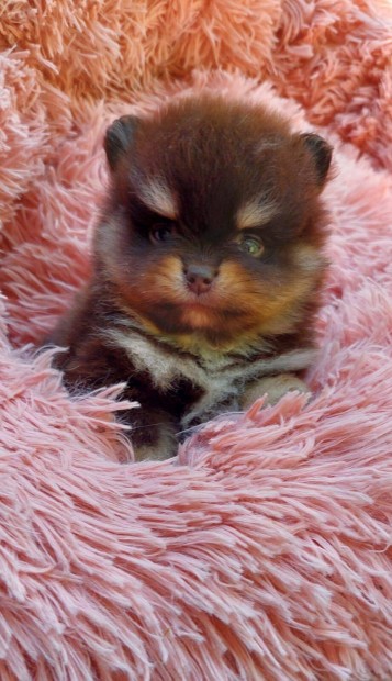 Choco tan pomi pomerniai trpe spitz pomi boo