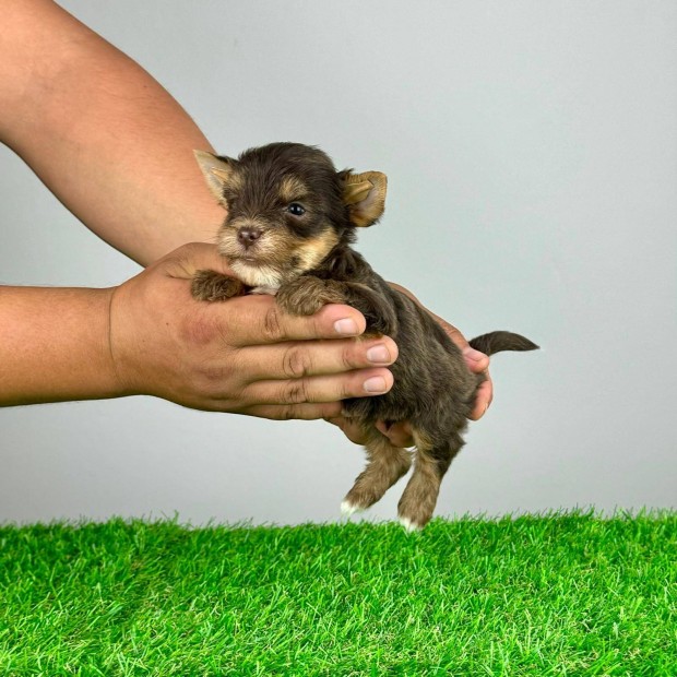 Chocolate Yorkshire Terrier Yorki kiskutya