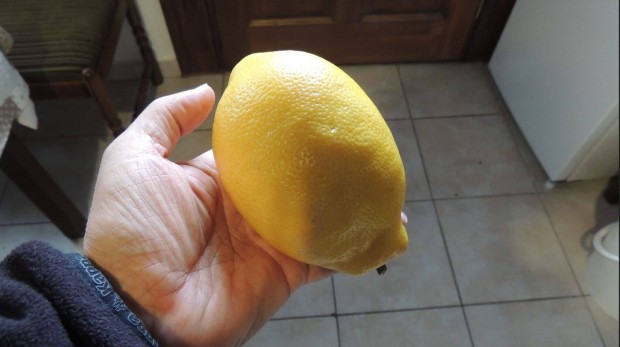 Citromfa citrus limon citrus
