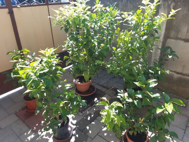 Citromfa tbb mretben