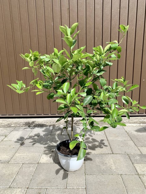 Citrus - Calamondin
