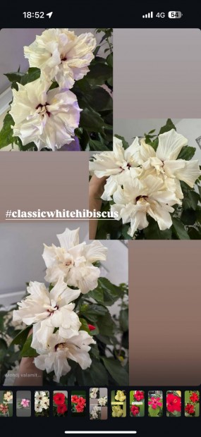 Classic white hibiszkusz - 180cm magas