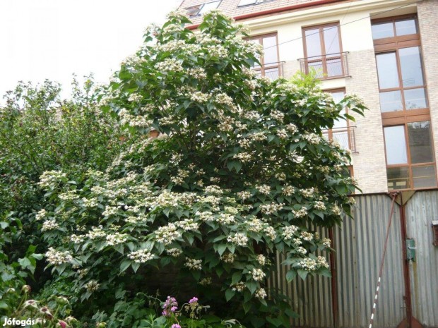 Clerodendron trichotomum dszcserje