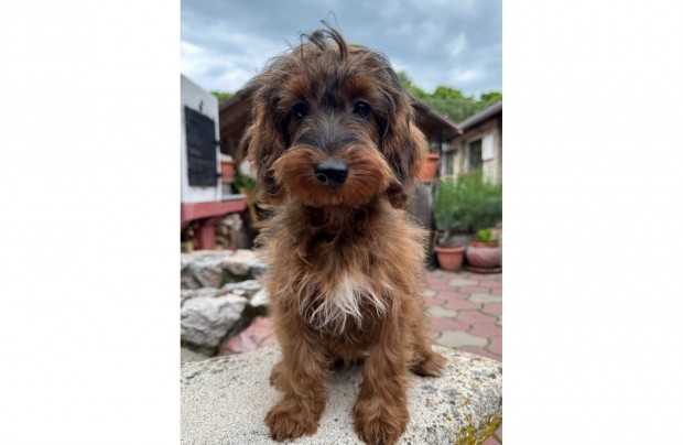 Cockapoo (cocker spániel & uszkár)
