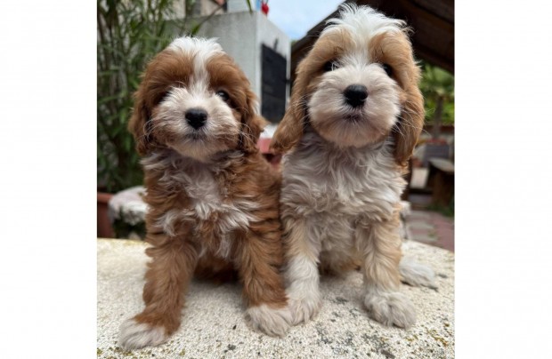 Cockapoo (cocker spániel & uszkár) kiskutyák