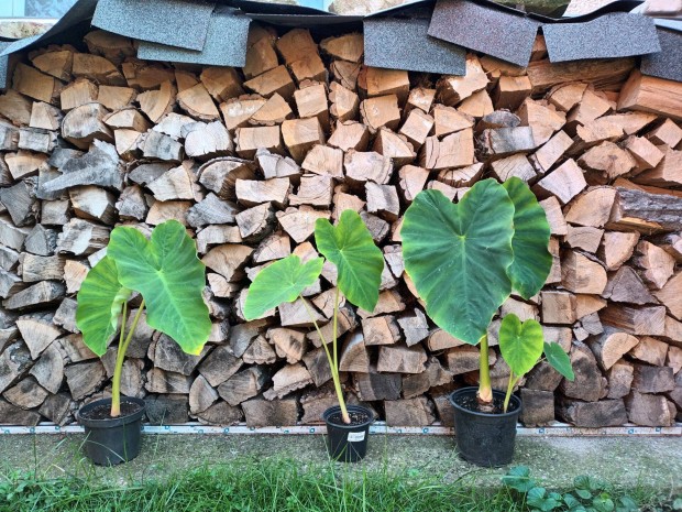 Colocasia Esculenta "Jack's Giant"