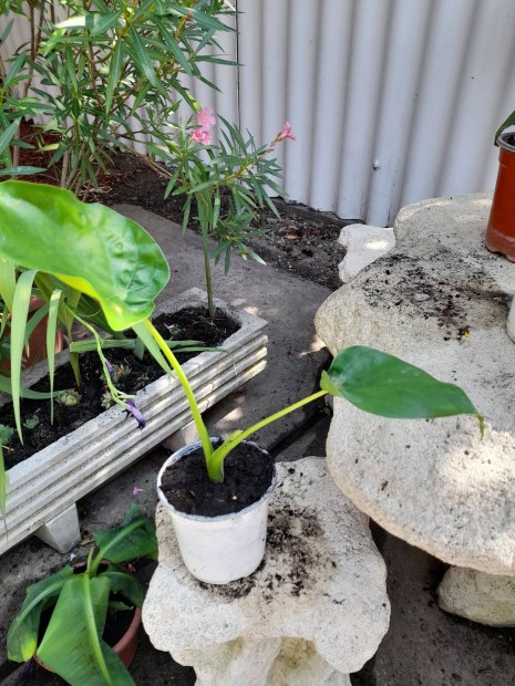 Colocasia cucullata