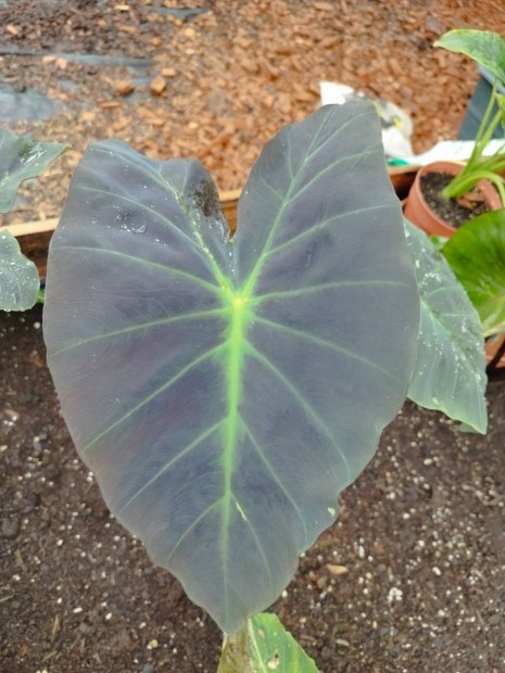 Colocasia"elefntfl" elad