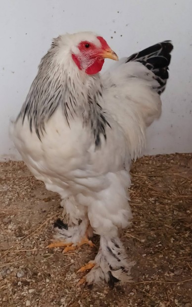 Columbian Brahma