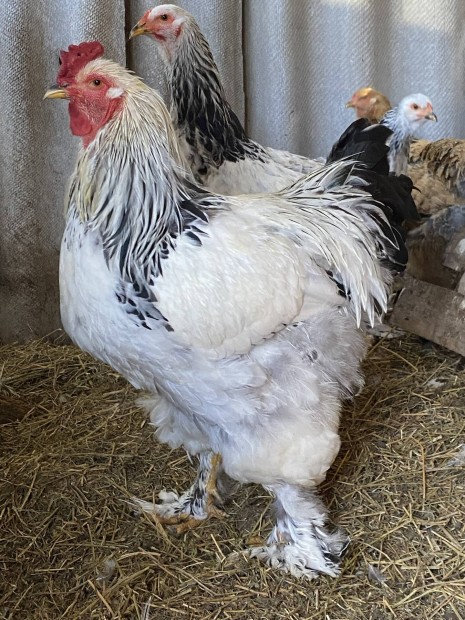 Columbian brahma csald