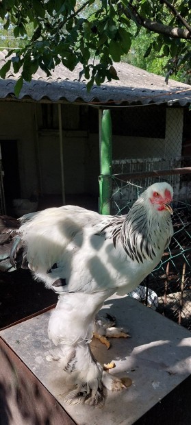 Columbian brahma kakas