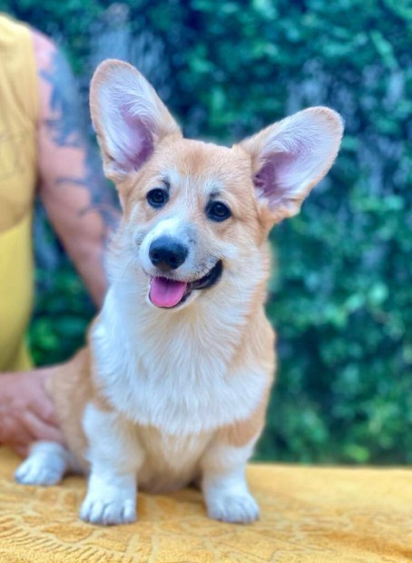 Corgi Pembroke kan klyk