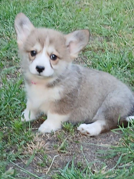Corgi jellegű babák