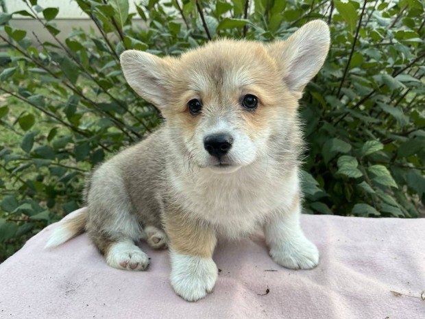 Corgi jelleg babk ingyen