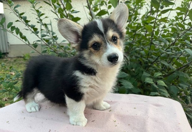 Corgi jelleg kiskutya