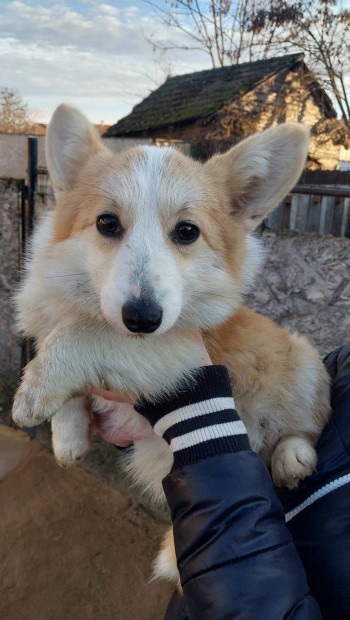 Corgi jelleg kutyk ingyen kltznnek