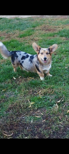 Corgi jelleg legny kutyus