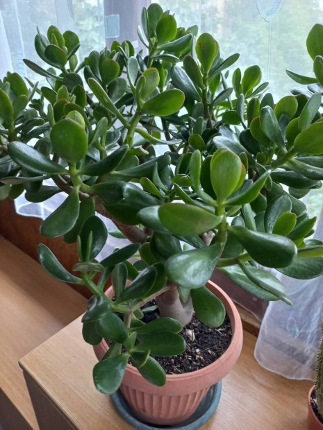 Crassula ovata