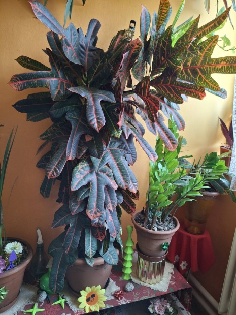 Croton ( csodacserje) 100 cm.