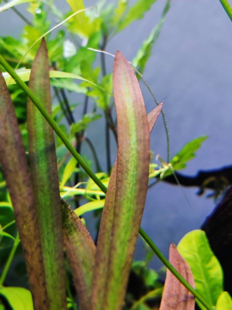 Cryptocoryne spiralis red akvriumi nvny, vzinvny