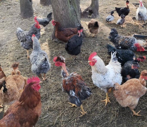 Csak p�nteken,  csak egyben 