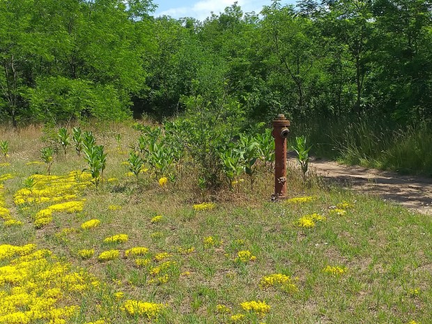 Csendes �letvitel, v�rosi k�rnyezet ..�p�t�si telek elad�!