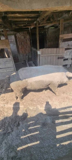 Csere szke mangalica koca