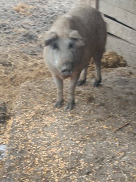 Csere szke mangalica koca