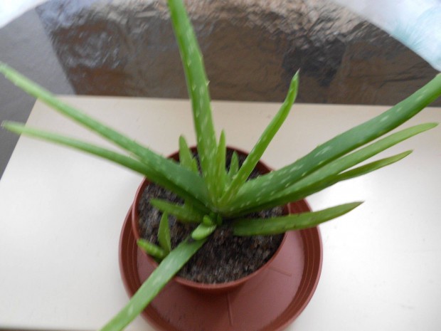Cserepes Aloe Vera